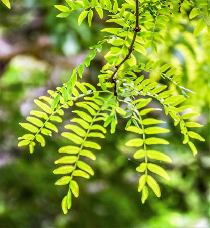 Live Plant - Thornless Honey Locust Tree - 18-24" Tall Live Plant - Bare Root - Outdoor