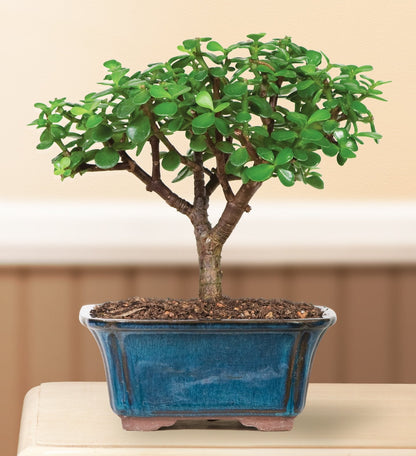 Brussel's Live Dwarf Jade Indoor Bonsai Tree - 3 Years Old; 4" to 6" Tall with Decorative Container