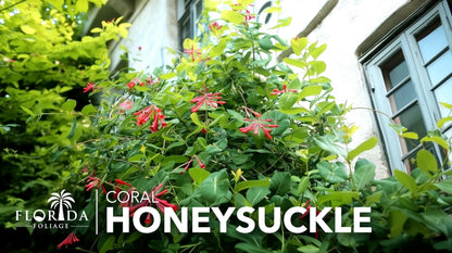 Coral Honeysuckle | 3 Live Plants | Lonicera Sempervirens | Attracts Hummingbirds, Red Trumpet Flowers, Fast Growing Vines, Low Maintenance, Long Blooming Season, Garden Climbing Vine