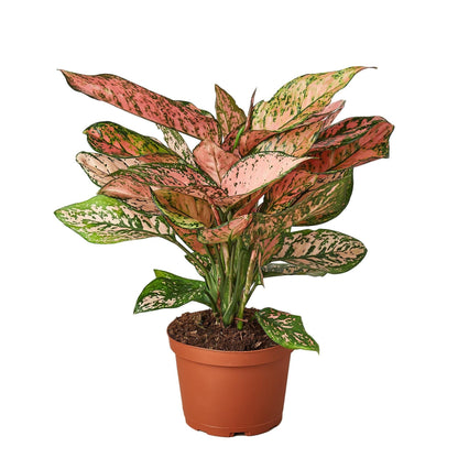 3 Pack Chinese Evergreen 'Lady Valentine' in 4in Pot - Live Plants Tropical Houseplants | Variegated | USA Growers | The Snobby Leaf