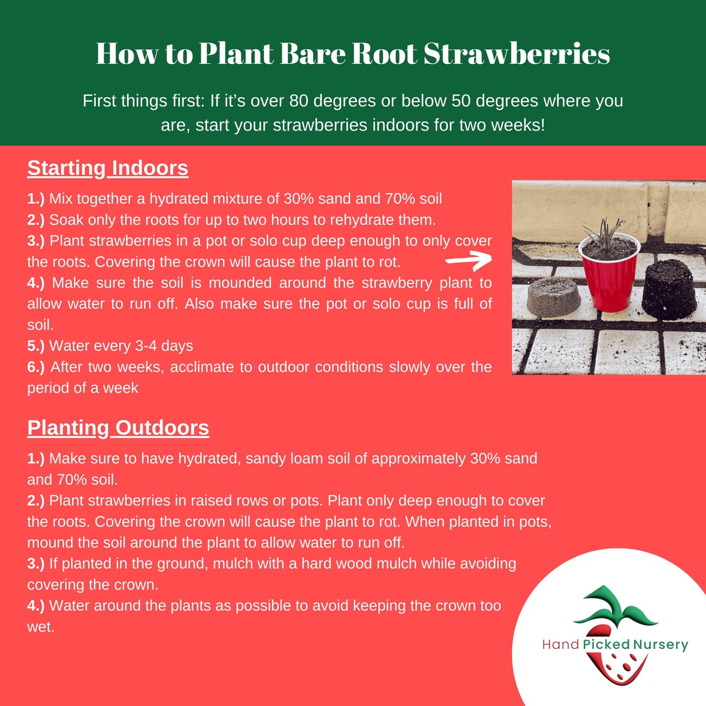 Hand Picked Nursery 10 Seascape Everbearing Bare Root Strawberry Plants Live for Planting, Non-GMO Live Outdoor Plants