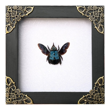 Real Framed Blue Carpenter Bee Dead Insect Dried Bug Shadow Box White Wooden Frame Taxidermy Specimen Display Oddity Tabletop Standable Wall Hanging Home Decor K12-61-TR