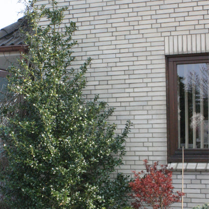 Proven Winners Castle Spire Blue Holly (Ilex x meserveae) Live Plant, 4.5" Qt, 4 Pack