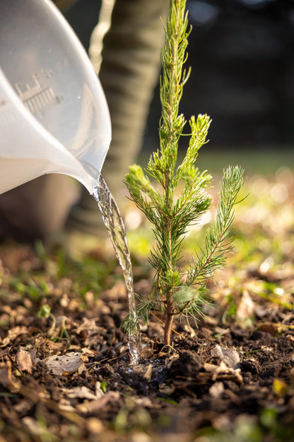 Colorado Blue Spruce Jumbo Tree Plug Seedlings | 12"-18" | Arbor Day Foundation (3-Pack)