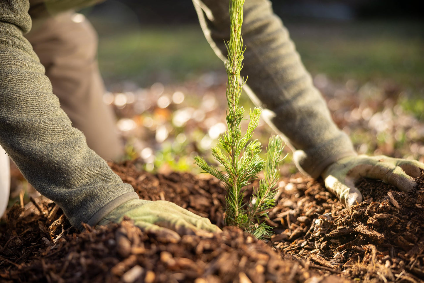 Norway Spruce Jumbo Tree Seedling Plug | 12"-18" | Arbor Day Foundation (5-Pack)