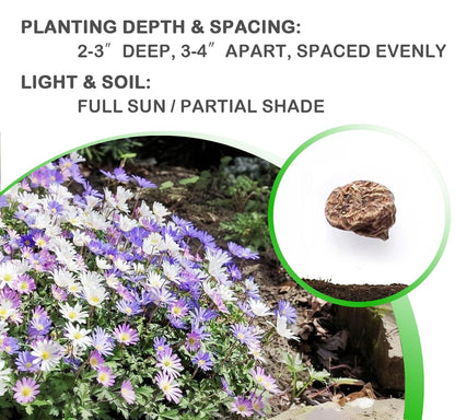 Amazing Deal! Anemone Blanda “Fireworks” – Colorful Perennial Flower Bulbs | Shade-Loving Windflowers in Purple, White, Pink & Blue | Attracts Butterflies & Bees | Zones 3–8 - (30 Bulbs)