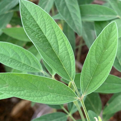 Live Plant - Pigeon Peas (Cajanus cajan) Tropical Living Plant 12”-24”