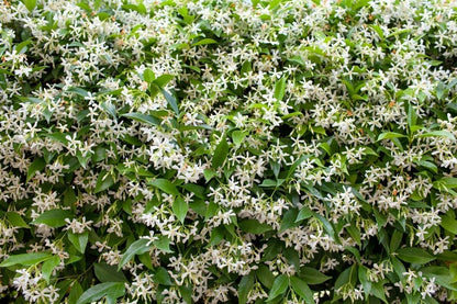 Live Plant - Confederate Star Jasmine Rooted Starter Plant Extremely Fragrant Vine
