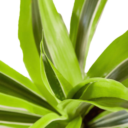 Dracaena Deremensis 'Lemon Surprise' | Live Plant for Indoor & Outdoor | for Living Room, Office, Bathroom | (10" Pot)