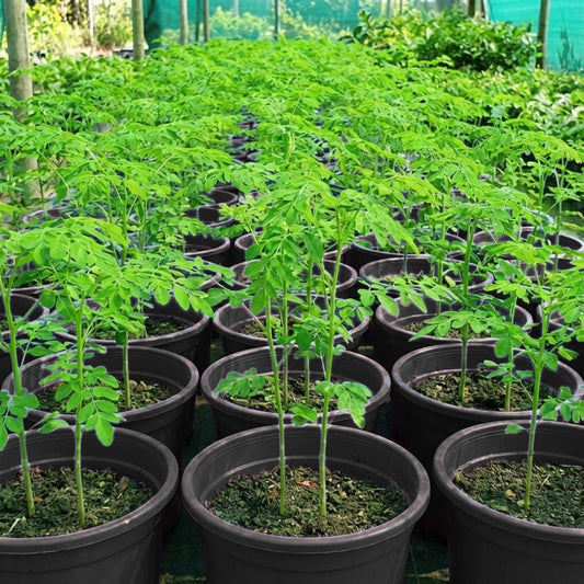 1 Moringa Tree Live Plant, 6-8 Inc Moringa Plants Live, Drumstick Horseradish Tree, Herb Malunggay Plants for Planting, No Pot