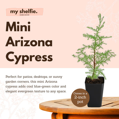 My Shelfie – Arizona Cypress Bonsai Starter Tree (Cupressus arizonica), Live Evergreen Plant for Indoor or Outdoor Bonsai Forest Garden, Home & Living Room Décor (3)