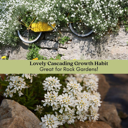 Clovers Garden Candytuft (Iberis) Plants - Two (2) Live Plants – Non-GMO - Not Seeds - Each 4" to 8" Tall – in 4" Inch Pots – Perennial, Pollinator Favorite, Great for Edging & Rock Gardens