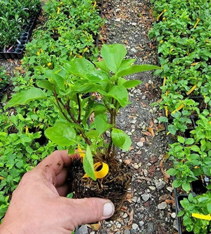 Primrose Yellow French Lilac (Syringa) Live Plant – Rare Yellow Lilac Shrub – Fragrant Spring Flowers – Cold Hardy Ornamental Bush – Starter Plant