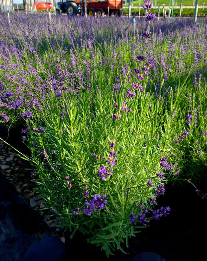 Lavandula ang. 'Munstead Strain' (Lavender) Perennial, lavender flowers, 1 - Size Container