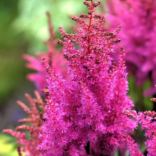Votaniki Astilbe Chinensis Maggie Daley Bare Roots Ready to Plant — Hardy Perennial Astilbe with Hot Pink Plumes for Shade Gardens | Easy-to-Grow (1 Pack)