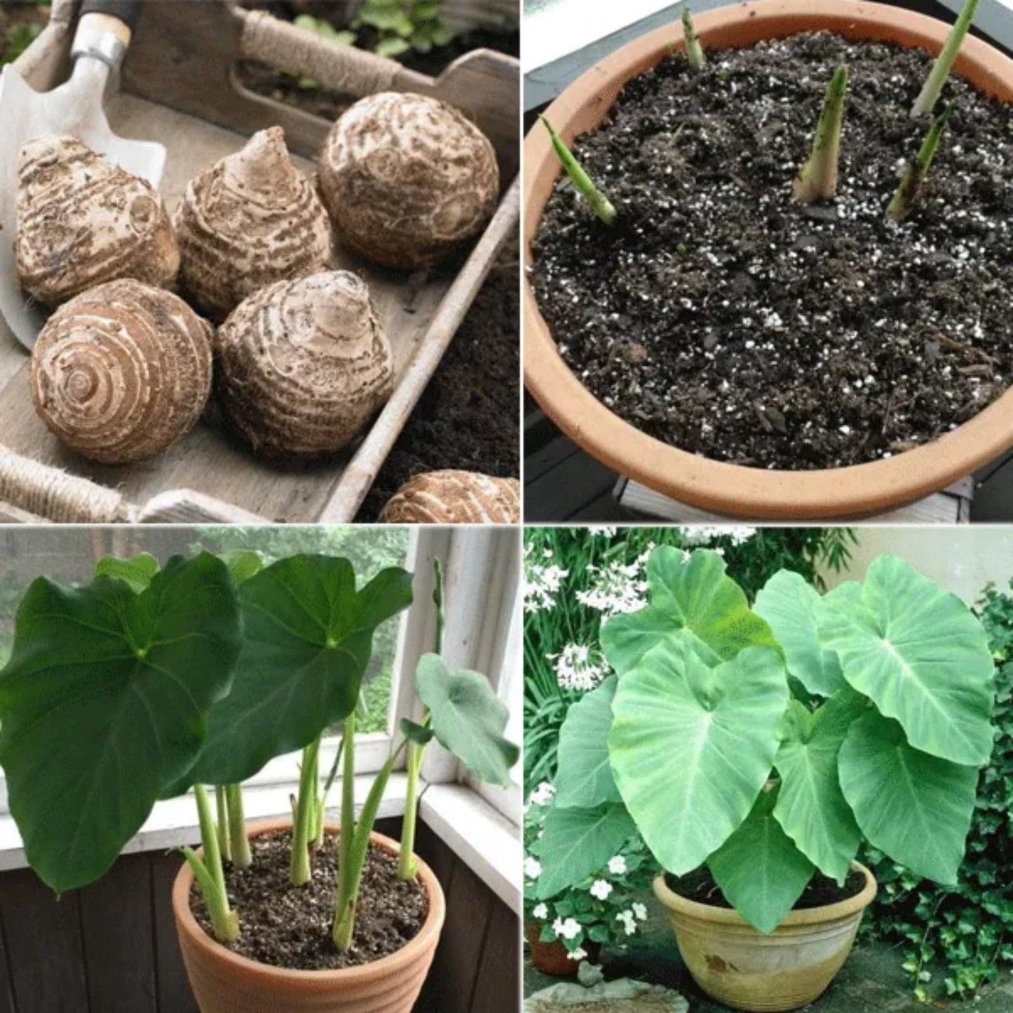 JYGXCT Elephant Ear Bulbs, Tropical Plant Tubers for Outdoor Garden Planting-4 BULBS-H
