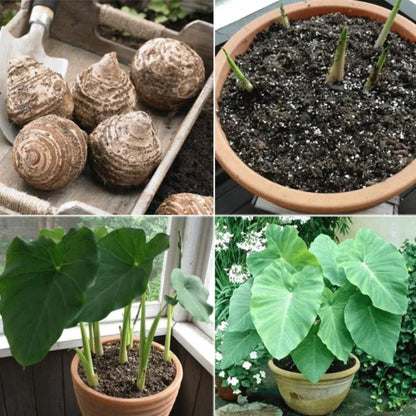 JYGXCT Elephant Ear Bulbs, Tropical Plant Tubers for Outdoor Garden Planting-4 BULBS-H