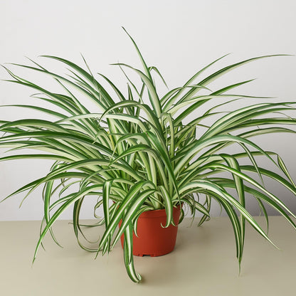 Spider 'Reverse' | Live Plant for Indoor & Outdoor | for Living Room, Office, Bathroom | (6" Pot)