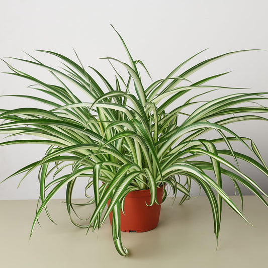 Spider 'Reverse' | Live Plant for Indoor & Outdoor | for Living Room, Office, Bathroom | (6" Pot)