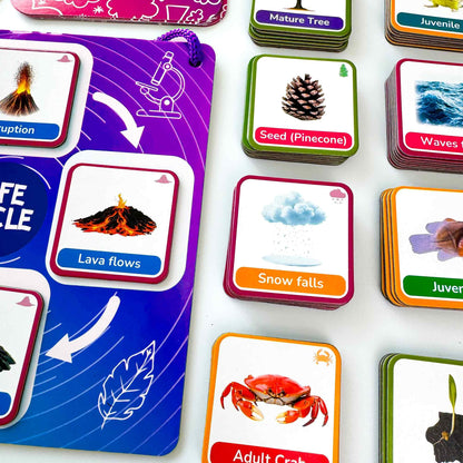 QUOKKA Life CycleToys for Kids - 30 Flashcards Toddler Science Kit Ages 2-4 - Pre-k Plant Animals Nature Learning Materials 3-5 - 120 Magnetic Flash Cards for Preschool and School (Part 2)
