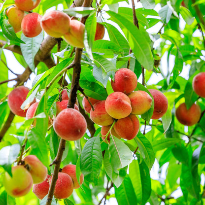 Perfect Plants Contender Peach 4-5 Foot Tree | Live Self Fertile Fruit Producing Freestone Peach Tree with Ample Curb Appeal