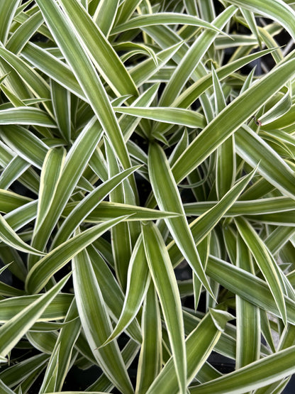 Spider Plant Variety Pack - 3 Variegated Spider Plants Live House Plants - Ocean, Hawaiian, Bonnie Curly - Perfect for Home Garden & Office Decor - Ideal for Indoor Air Quality & Easy to Care