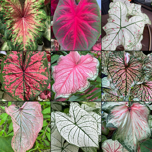 Blue Buddha Farm Multi-Colored Caladium Bulb Mix – 12 Size 2 Bulbs | Assorted Red, White, Pink & Green Varieties for Garden & Indoor Display