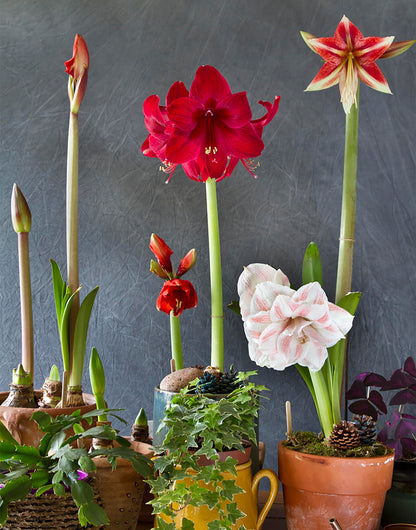Striped Echo Amaryllis Bulb - Triple Blooms with Red Stripes on White Flowers - 28-30 cm Bare Root Bulb - Stunning Unique Flower for Indoor & Outdoor Décor