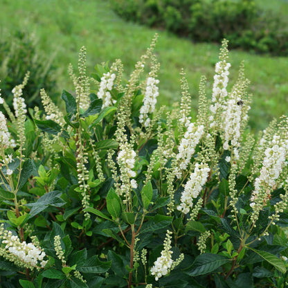 Proven Winners Ripple Effect Summersweet (Clethra alnifolia) Live Plant, 4.5" Qt