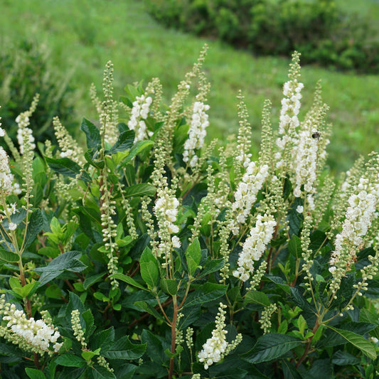 Proven Winners Ripple Effect Summersweet (Clethra alnifolia) Live Plant, 4.5" Qt