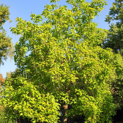 10 Catalpa Tree Plant Live – Catalpa Native Seedlings 1–2 Feet Tall | Easy to Grow Outdoor Trees for Backyard Shade & Wildlife Habitat | Dormant Plant