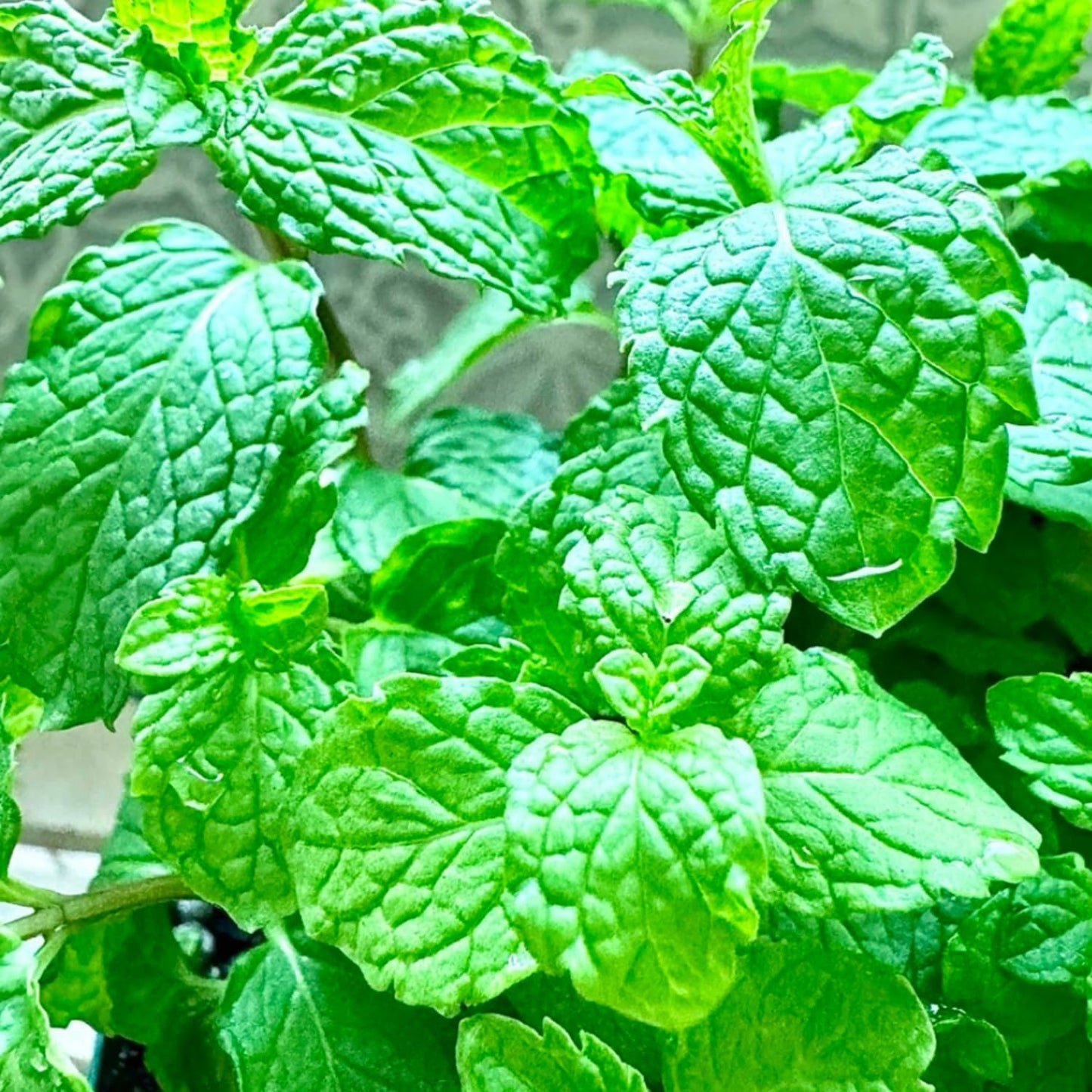 Set of 6 Spearmint Mint Live Herb Plants, 3–6 Inches Tall, Fragrant Mint Plants for Indoor Outdoor Garden, Patio, and Culinary Growing
