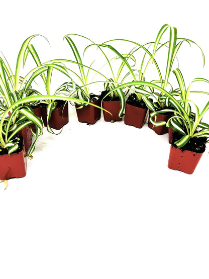 Ocean Spider Collection 8 Plants 2" Starter pots -Easy to Care -Easy to propogate