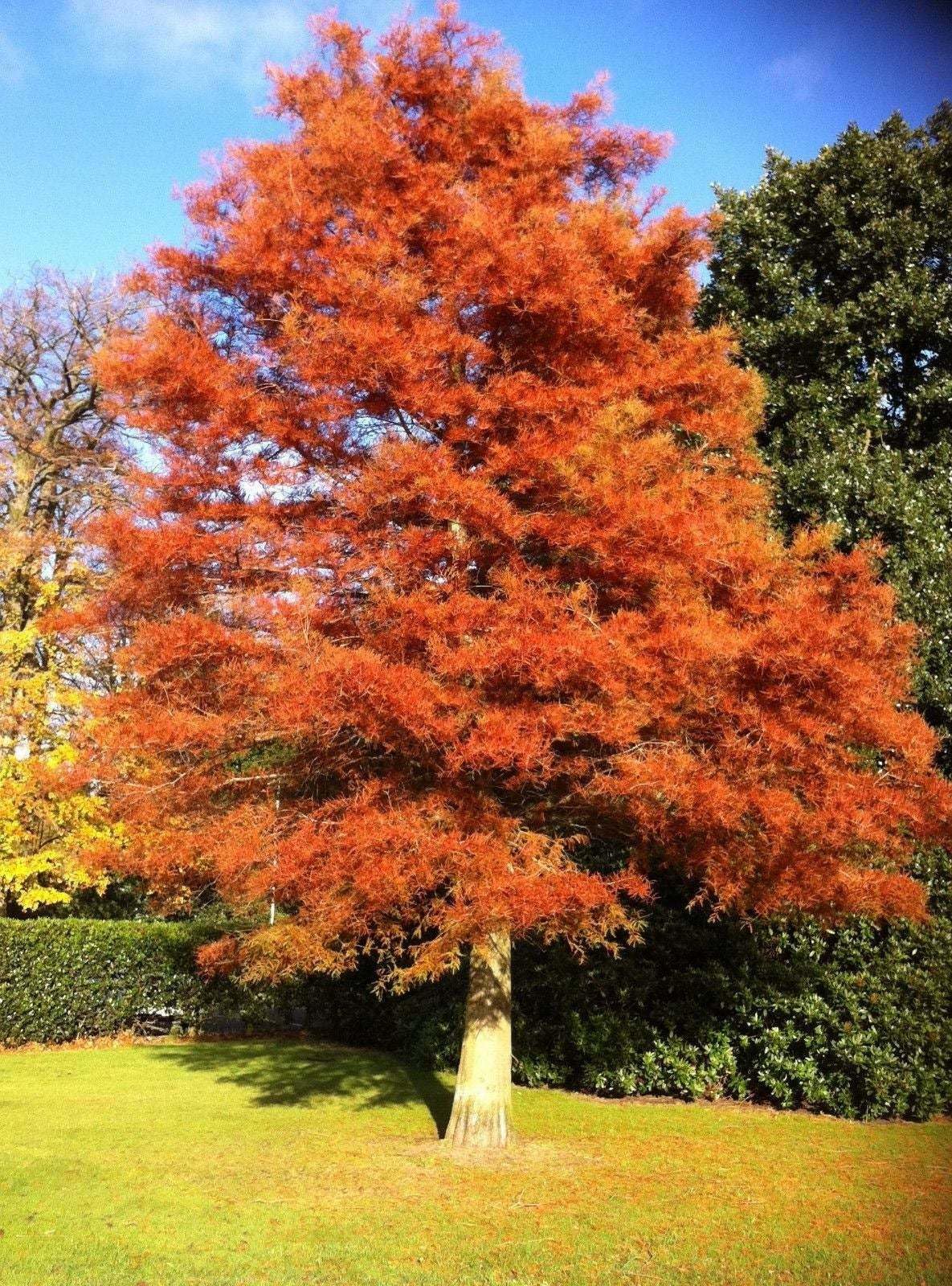 Live Plant - Dawn Redwood Tree - Live Plant - 8-12" Tall Seedling - Quart Pot - Ships Potted