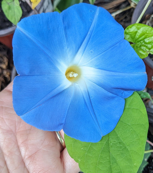 Pack of 4 - Live Starter Vines, Heavenly Blue Morning Glory Live Plants