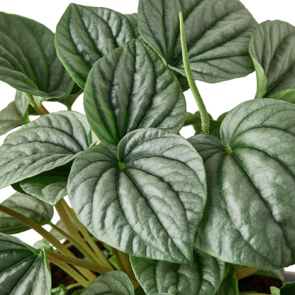 Peperomia 'Frost' | Live Plant for Indoor & Outdoor | for Living Room, Office, Bathroom | (4" Pot)