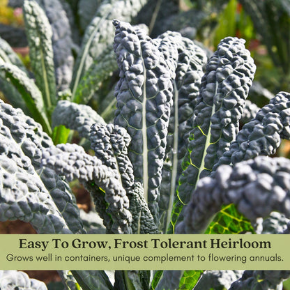 Clovers Garden Dinosaur Kale Plants - Two (2) Live Plants – Non-GMO - Not Seeds - Each 4" to 8" Tall – in 4" Inch Pots - Heirloom, Frost Tolerant