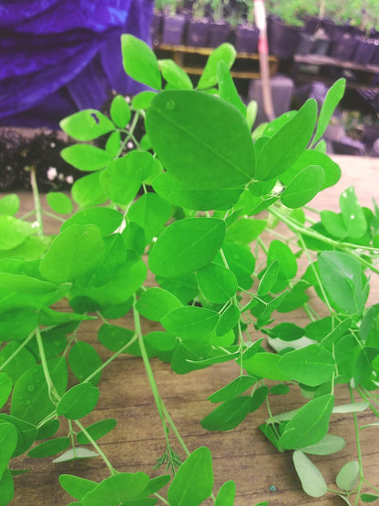 10 Live Plants Moringa oleifera Live Plant Size up to 10" to 15" 00