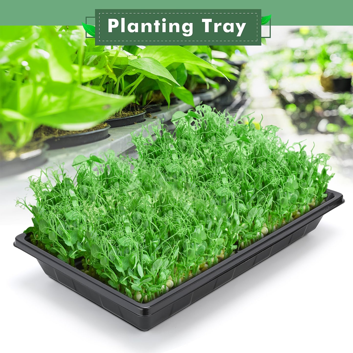 Sckee Upgraded 10 Pack Plant Growing Trays Seed Starting Tray Microgreens Growing Trays Seedling Plant Germination Starter Tray Transplant Fodder Flats, No Holes, No Leakage, Reusable (1017)