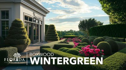 Wintergreen Boxwood | 3 Large Trade Gallon Size Plants | Buxus Microphylla | Evergreen Shrub, Dense Foliage, Formal Garden, Low Maintenance, Privacy Hedge, Year-Round Interest, Landscaping Shrub