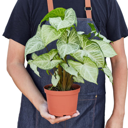 Syngonium White Butterfly | Live Plant for Indoor & Outdoor | for Living Room, Office, Bathroom | (6" Pot)