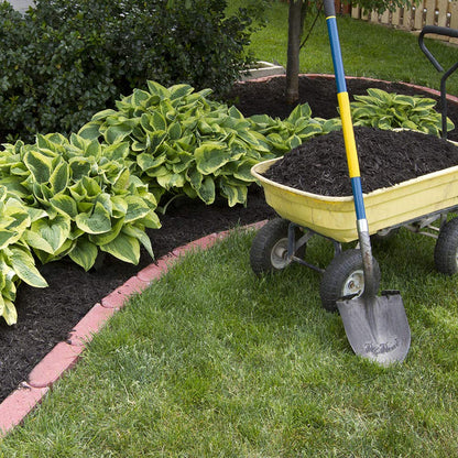 6 Pack of Mixed Heart-Shaped Hosta Bare Roots Plants - Rich Green Foliage, Low Maintenance for Your Home and Garden, Shipped Fresh & Daily from Our Coolers. 1000's Sold