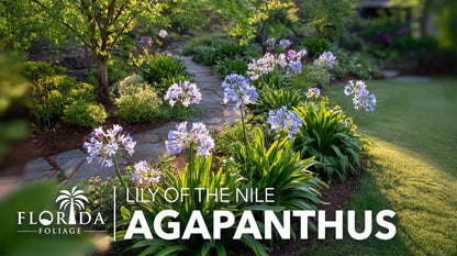 Agapanthus Africanus Blue Lily of the Nile | 3 Live Plants | Drought Tolerant, Long Blooming, Perennial Flower, Ornamental Garden, Pollinator Friendly, Easy Care, Evergreen Foliage