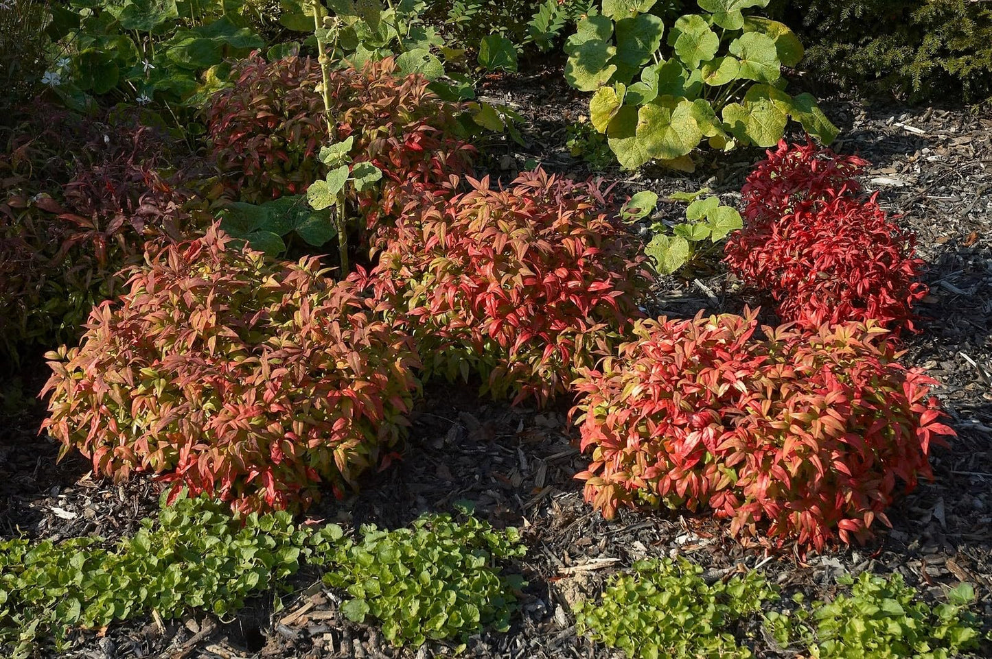 Live Plant - Firepower Nandina Heavenly Bamboo