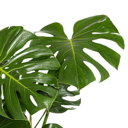 Monstera Deliciosa Live Plant by United Nursery, Swiss Cheese Plant, 24–28 inches Tall in 10 inch Plant Pot, Indoor House Plant, Easy Care Floor Plant for Patio, Office, or Home Decor