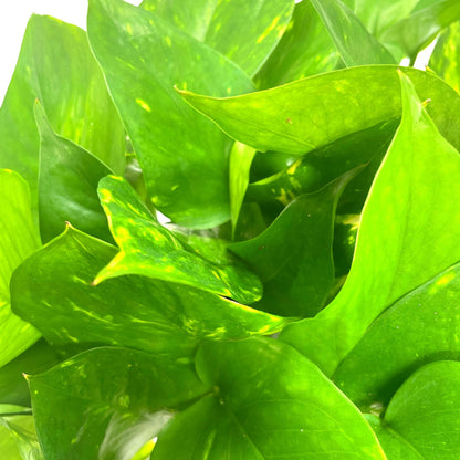 BubbleBlooms Golden Pothos, Variegated 6 inch Pothos, Epipremnum aureum, Devil's Ivy