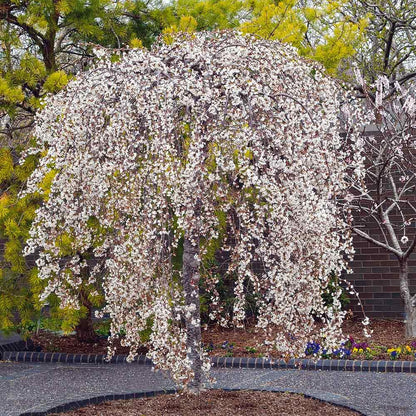Cherry Blossom Tree, Live Ornamental Tree 6-12" Tall in Pot, Beautiful Spring Blooms for Outdoor Planting (Weeping Cherry Blossom)