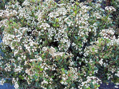 Viburnum Densa | 3 Extra Large Trade 3 Gallon Plants | Viburnum Odoratissimum 'Densa' | Lush Landscape Addition | Hardy Shrub