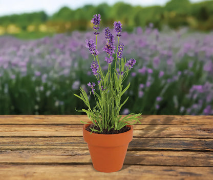BUZZY Seeds Terracotta Mini Grow Pots – Herb Flower Plant Starter Kit Assorted 20-Pack with Lavender Seeds, Indoor Grow Your Own Gardening Gift for DIY Projects and Party Favors