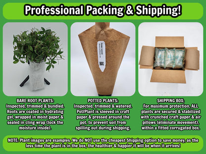 Greenwood Nursery: Live Trees - Fignomenal Dwarf Fig Tree + Ficus carica - [Qty: 2X 3.5 Pots] - (Click for Other Available Plants/Quantities)